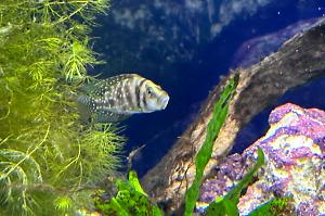 Black Calvus Cichlid Thumbnail