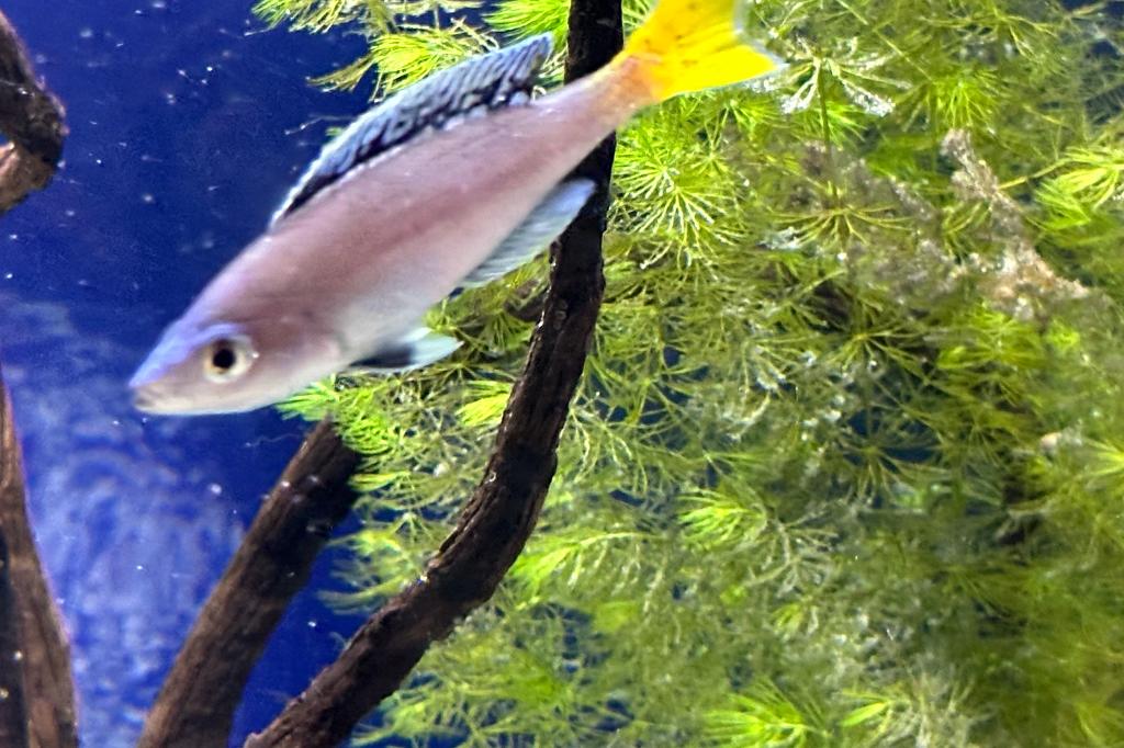 Sardine Cichlid