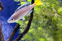 Sardine Cichlid Thumbnail