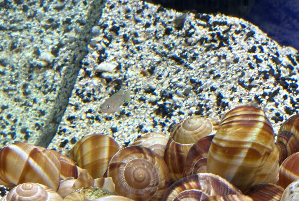 Shell Dweller Fry