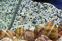 Shell Dweller Fry Thumbnail