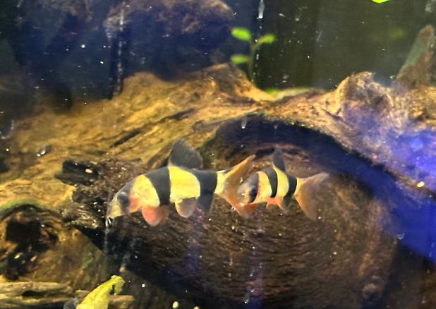 Clown loach