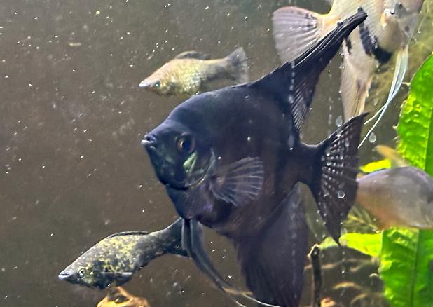 Black Angelfish