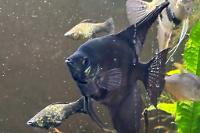 Black Angelfish Thumbnail