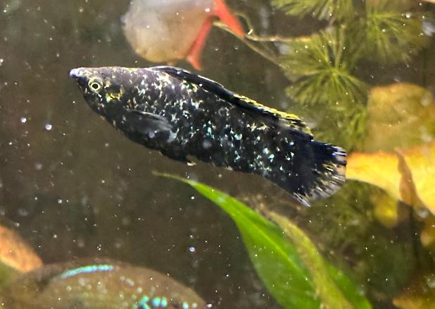 Black Sailfin Molly