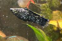 Black Sailfin Molly Thumbnail