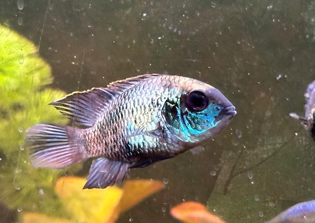 Electric Blue Acara