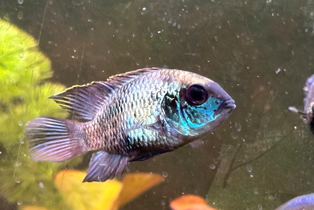 Electric Blue Acara