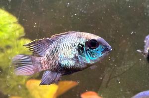 Electric Blue Acara Thumbnail