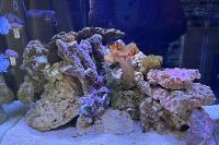 My Aquarium on 2024-06-29T07:00:47.310931Z[GMT]