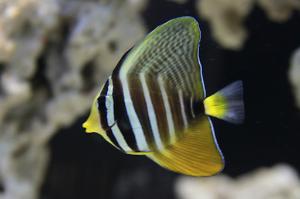 Sailfin Tang Thumbnail