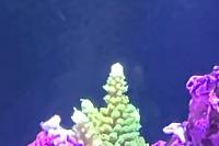 Acropora geen Bali - SPS Thumbnail