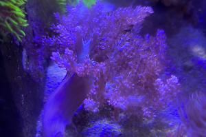 Kenya Tree Coral Thumbnail