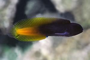 Flametail Blenny Thumbnail