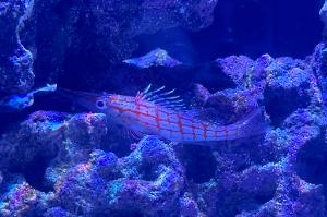 Longnose Hawkfish Thumbnail