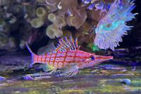 Longnose Hawkfish Thumbnail