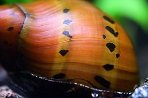 Snail Nerite Thumbnail