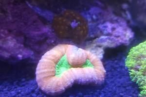 Lobophyllia Brain Coral Thumbnail