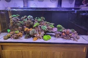 My Aquarium no 1 Thumbnail