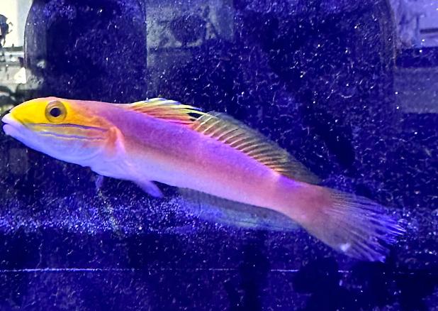 Sleeper Gold Head Goby