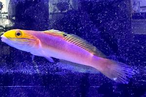 Sleeper Gold Head Goby