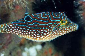 Blue Spotted Puffer Thumbnail