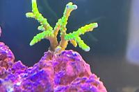 Anacropora goblin Verde Thumbnail