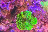 Montipora undata verde Thumbnail