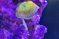 Montipora rainbow  Thumbnail