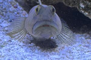 Yellow Watchman Goby