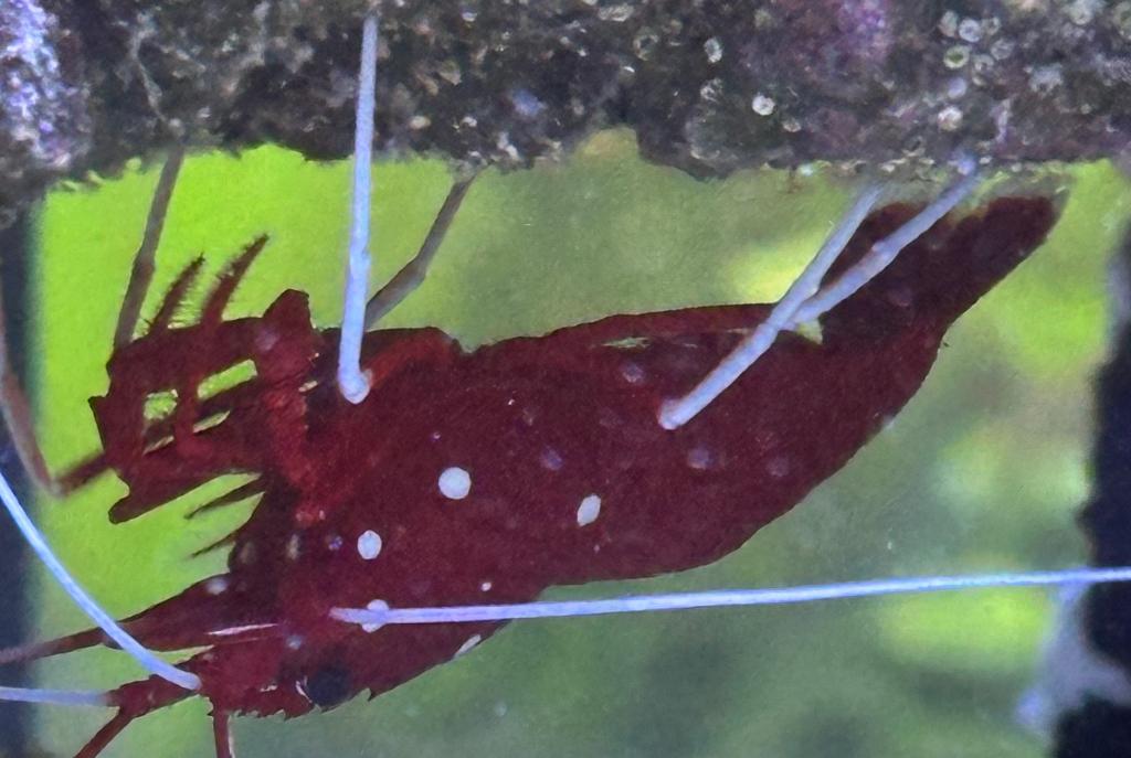 Blood Red Fire Shrimp