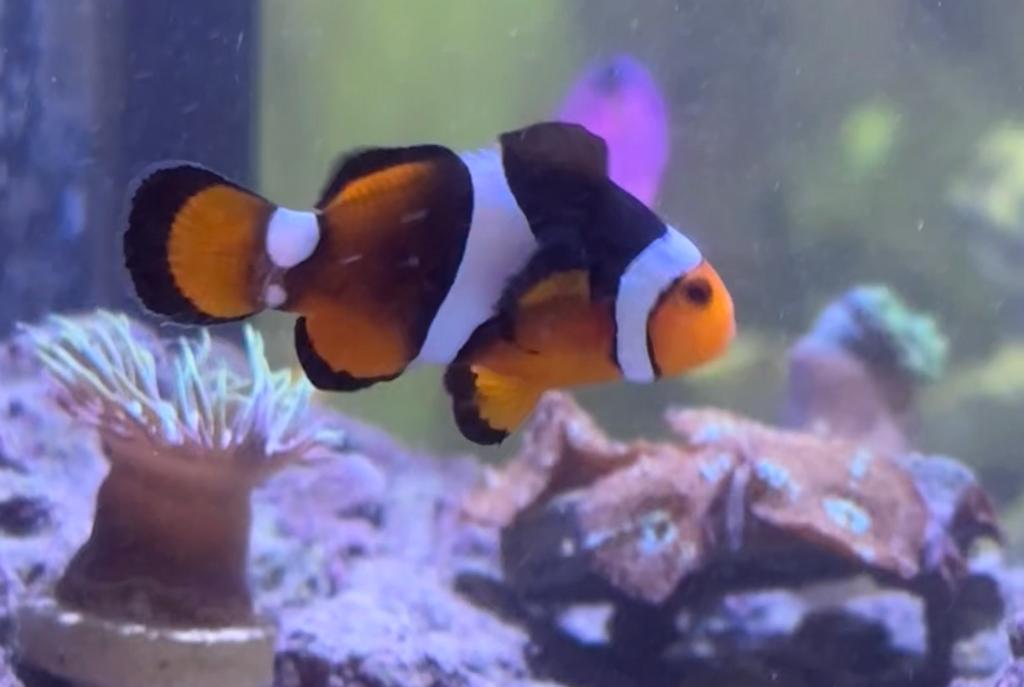 Ocellaris Clownfish