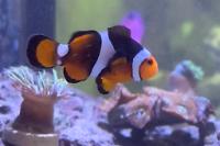 Ocellaris Clownfish Thumbnail