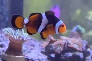 Ocellaris Clownfish