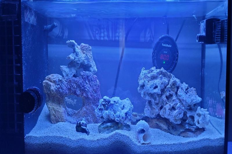 Pico Tank Thumbnail