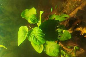 Anubias Barteri v.Nana Thumbnail