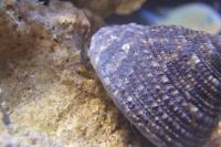 Banded Trochus Snail Thumbnail