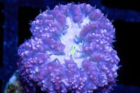 Big Polyp Blastomussa Coral Thumbnail