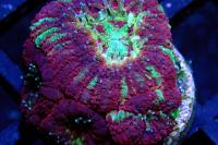 WA Welches Grape Asian Acan Thumbnail