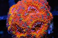 Mars Sand Acan Thumbnail