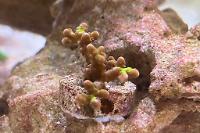 Anacropora Thumbnail