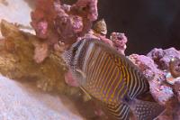 Sailfin tang Thumbnail