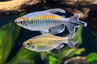 Congo Tetra Thumbnail