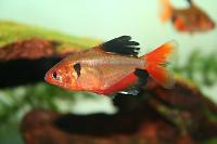 Serpae Tetra Thumbnail