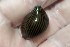 Zebra Nerite Thumbnail