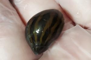 Zebra Nerite Thumbnail