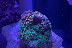 Radioactive Dragon Eye Zoa Thumbnail