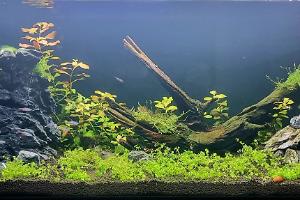 Hugo Community Planted Aquarium Thumbnail