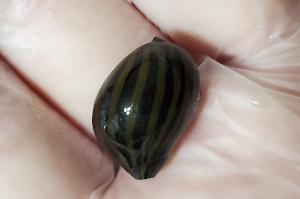 Zebra Nerite Thumbnail