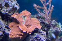 Leaf Plate Montipora Thumbnail